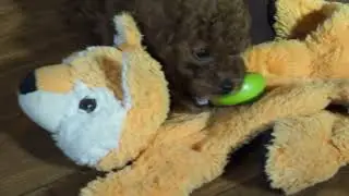7 week old Cavapoo Puppy