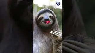 Funny and Fascinating Sloth... That Will Make You Smile!