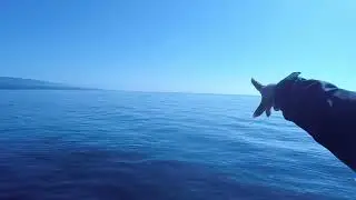 Eagle wing tours whale watching B.C Victoria.
