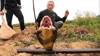 Удушение. Двое храбрых молодых людей сражались со свирепой королевской коброй в поле.