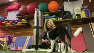 Speedoggie Agility Level Up Skill Training: Wrapping an Upright