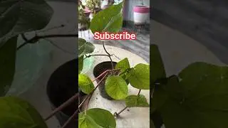 Plants grow in house #plants #plantas #ytshorts #shorts