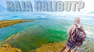 Operation Baja Surf HALIBUT - Fishing + Catch/Cook [Ep. 2 of 5]