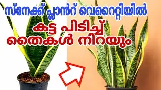 ഒരു പിടി തെർമോകോൾ മതി ആഴ്ചകൾ കൊണ്ട് തൈകൾ നിറയാൻ | Snake plant care