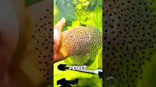 Este Cara CONFUNDIU Filhotes de Peixe Com SAPOS!!!!!!