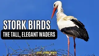 Stork Birds: The Tall, Elegant Waders @ZooZoneKids