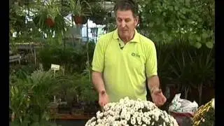 1 - SURPLANT - CRISANTEMOS