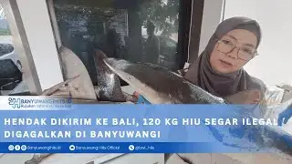 Hendak Dikirim ke Bali, 120 Kg Hiu Segar Ilegal Digagalkan di Banyuwangi