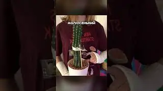 показываю кактусы