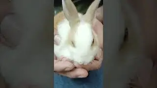 Softest Bunny in Town....