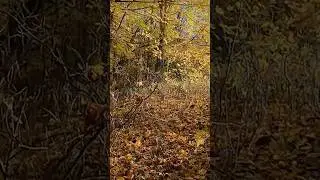 A beautiful Autumn Walk along St. Olav's Way. 🍁🍂