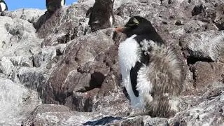 Ping&uuml;ino penacho amarillo (Eudyptes chrysocome) mudando de plumaje