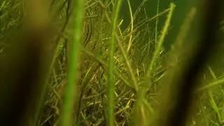 Power Ray by Power Vision and GoPro 5 Session Underwater footage Taylor County, FL