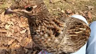 Another Grouse Attack!!!