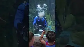 hungry stingray at Audubon Aquarium