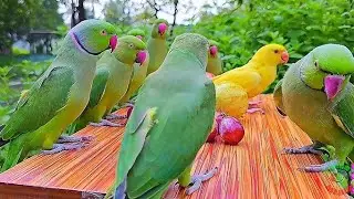 Parrot natural sounds - parrot #parrotvoice #parrotvideo #parrotlover 