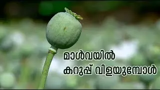 മയക്കു മരുന്നുകളുടെ തലതൊട്ടപ്പനായ കറുപ്പിന്റെ നാട് - മാള്‍വ |Opium Farming in Malwa | Mathrubhumi