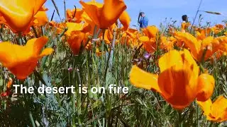 Desert on fire | California super bloom in Antelope Valley | Blooming poppy fields