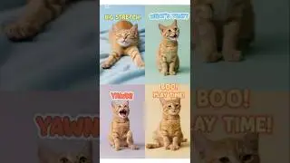 Did You Know Cats Can Sleep 16 Hours a Day? #worldsleep #cute #catshorts #cat #dancingcat #animals