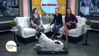 Southern Nevada Animal Rescue League Highlights Pets in Need