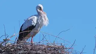Birds in the meadow (9) - Nature of the Netherlands on Screen
