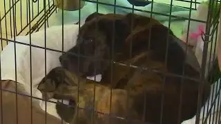 Atlanta City Council to vote on animal control services