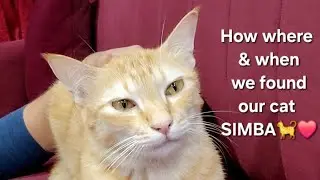 How where & when we found simba explained | Finally lost cat found after 10 days❤️