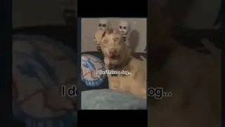 SkinWalker Disguised As Animals 😫 PRT-07 #viral #ytshorts #skinwalker #youtube