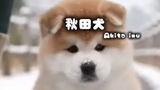【秋田犬】のかわいいショート動画を集めてみた#秋田犬#日本犬#もふもふ#犬好き#いぬのいる生活#Akitainu#ai