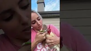 How I Trim a Chicken&rsquo;s Beak 🐓