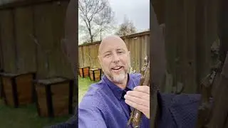 Знаменитый инжир Мехди @figologist #инжир #фрукты #сад