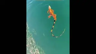 iguana style swimming like a dragon