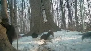 397. My Backyard On Video your cat's favourite show!
