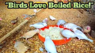 The secret of bird health | Why is boiled rice important? (Birds Health Benefits of Boiled Rice)