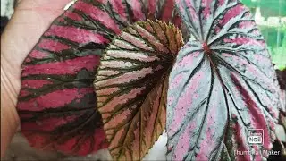 Begonia Brevirimosa Care Tips and Pest Control #begonia #brevirimosacaretips #HNTVBAGUIO