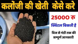 कलौंजी की खेती 25000 ₹ के भाव बिकने वाली फसल की सम्पूर्ण जनकारी - khetikisani