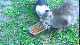 New kitten with cats on the street11