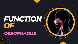 Function of oesophagus| Life Processes | CBSE Class 10 - Part 2