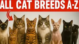 Discover Cat Breeds from A to Z: Find Your Perfect Feline Match!