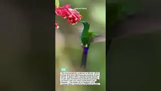 Thee secret of hummingbirds that not many people know😲 #hummingbird #birds #nature #wildlife