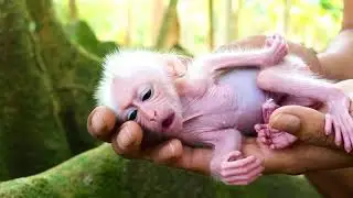 Adorable Just Newborn baby Monkey!