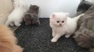 Cute Perdoll Kittens Share Their Adorable Meows