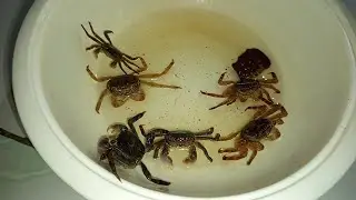 Kepiting dari Al alam 