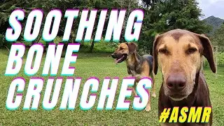 Ariel enjoying his favorite treat! 🦴✨ #ASMR #RelaxingSounds #HappyPup