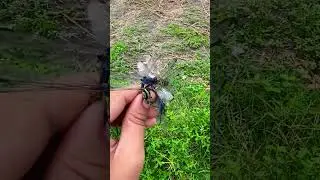 Caught some dragonflies✨ #dragonfly #provincelife #amazing