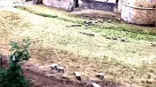 ОХОТА НА ОВЕЦ     SHEEP  HUNTING 🇱🇺