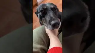 Zarunia szuka domku [a więcej na FB @FundacjaRAP]
