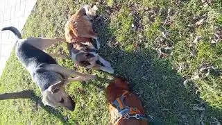 Natural hunting instincts of Irish Setter #dogs #pets #setter #nature #shorts 