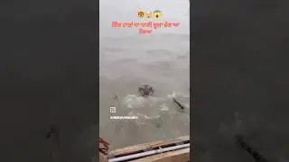 hadd de pani ch Sher(Lion) 😳 #punjab #prayforpunjab #sikh #jattlife #flood #india #sikhraaj