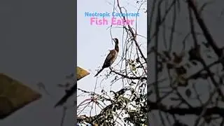 Neotropic Cormorant (Small Fish Eater) #rpmtheexplorer #rpm #explorer #cormorant #fisheater #birds